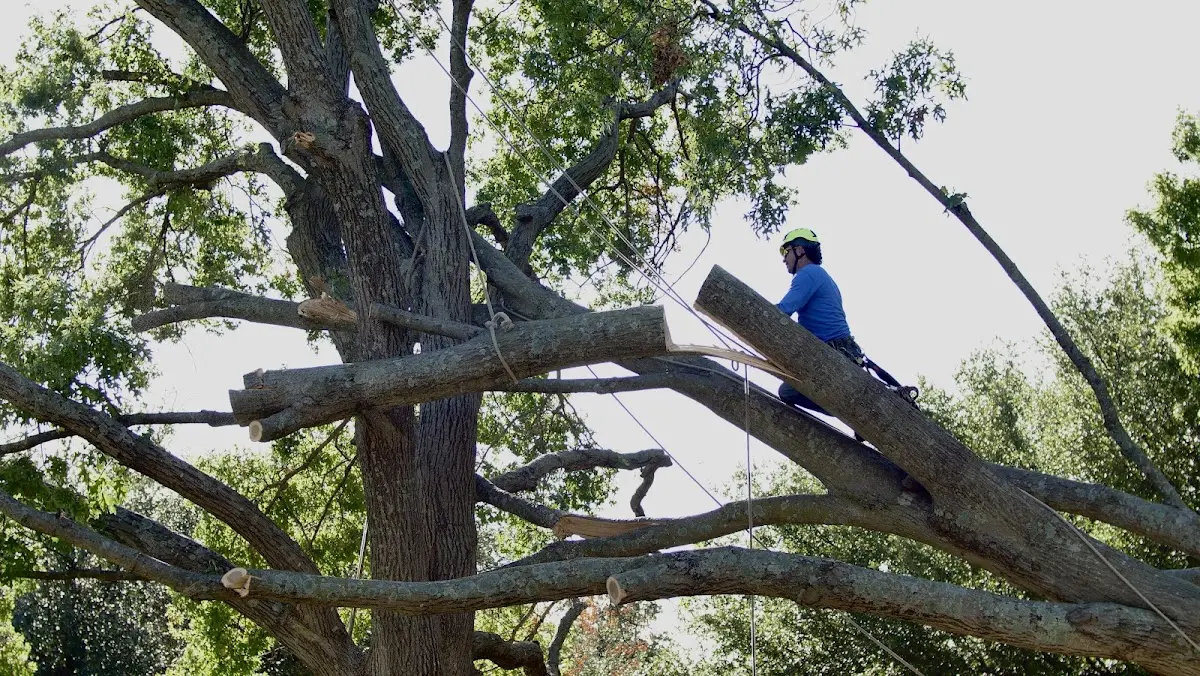 Professional Crown Thinning performed by certified arborists in Red Mountain